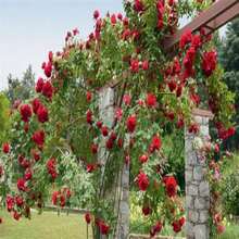 Climbing Fuchsia Roses - Choose The Color- 20 Seeds -Code381