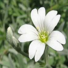 2, 000 Seeds - Cerastium Tomentosum - SEED - View 2