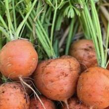 Parisian Courtyard Garden Seeds - 1000+ Heirloom Varieties, Ideal Plants On , Vegetable Seeds, Hosta Plants, Live Plants, Garden Plants, Flower Seeds, Plants For Outdoors, Flower Seeds For Planting, Garden , All  Live Plants, No Seeds, Live Plants On , Mosquito Protection For The Garden, Perennial Plants, Seeds For Planting Live Plants, , No Seeds, Perennial Flower Seeds, Plant Seeds - 1包 - 查看 3