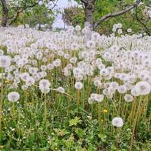 Four Seasons Marigold Seeds - Easy-To-Grow Heirloom Seeds For Indoor And Balcony Landscaping