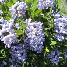 Sophora Secundiflora 200 Seeds - Texas Mountain Laurel