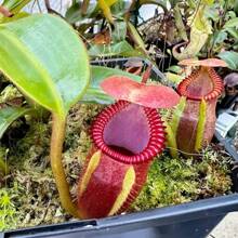 100 Carnivorous Plant Seeds For Home Gardening
