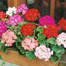 10+ Semillas de Geranio Plantas Perennes Flores de Jardín plantas vivas  de  semillas de vegetales plantas hosta plantas vivas plantas de jardinería semillas de flores plantas flores para exteriores semillas de flores para plantar plantas vivas  plantas para exteriores repelente de mosquitos plantas perennes de jardín semillas para plantar plantas vivas  no semillas semillas de flores perennes semillas de plantas - 10 - Ver 3