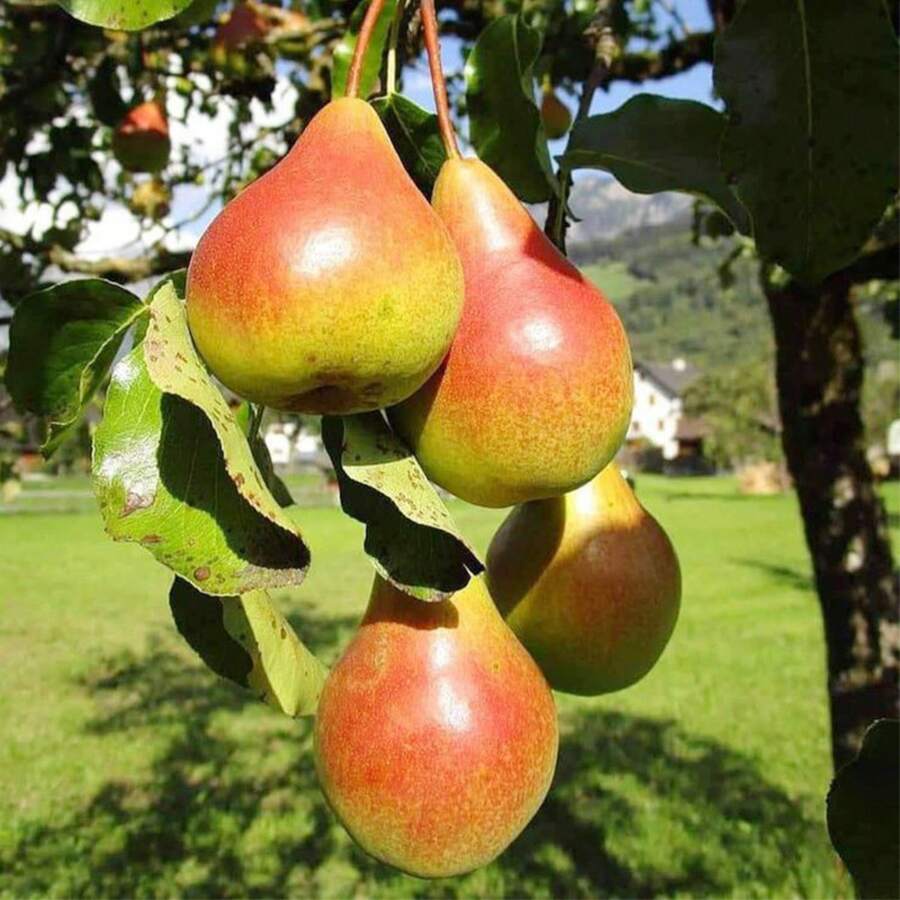 Semillas de Árbol de Pera - Paquete de 35 Semillas, Plantación para Jardinería en Casa - Semillas de Herencia, Gran Regalo para Jardín en Casa, Árbol Productor de Frutas - 35 - Ver 1