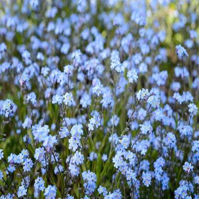 50 Seeds Forget Me Not Blue, Bird's Eye, Robin's Eye, -Flower, Snake-Grass And Love-Me