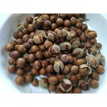 Seltene Non-GMO California Snowbell Seeds - 300seeds - View 3