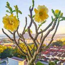 Semillas de Rosa del Desierto de color amarillo paquete de 120 piezas ideales para jardín exterior plantas ornamentales alta germinación flores resistentes decoración natural paisajismo fácil plantar - 120 piezas - Ver 2