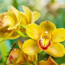 Red And Yellow Rose Seeds - Amazing Growth And Beautiful Roses For Planting, Flower Seeds, Easy To Plant, Indoor And Outdoor, Suitable For Pots And Gardens