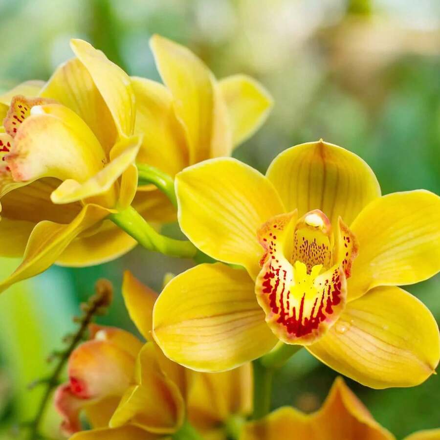 Red And Yellow Rose Seeds - Amazing Growth And Beautiful Roses For Planting, Flower Seeds, Easy To Plant, Indoor And Outdoor, Suitable For Pots And Gardens