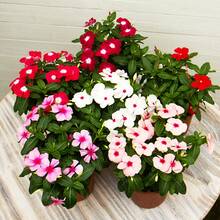 100 piezas de semillas mixtas de primula flor de changchun flor enana balcón jardín perenne flores ornamentales resistentes fáciles de sembrar colores variados para patios exteriores jardinería - 1 paquete - Ver 4