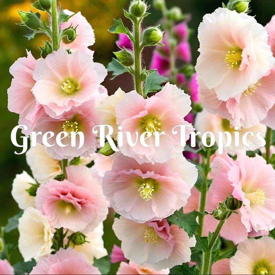 50 Double Champagne Hollyhock Seeds, Perennial Flowers, Butterflies, Hummingbirds, Bees, Flowers, Heirloom Garden Terrace US SELLER - SEED - View 1