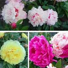 Chinese Peony Seeds Four Seasons Peony Seeds