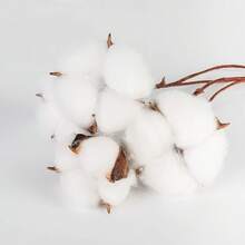 Natural Dried Cotton Stems 8-Pack For Floral Arrangements - 30 - 查看 7