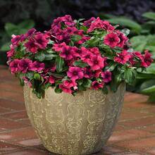 100 piezas de semillas mixtas de primula flor de changchun flor enana balcón jardín perenne flores ornamentales resistentes fáciles de sembrar colores variados para patios exteriores jardinería - 1 paquete - Ver 2