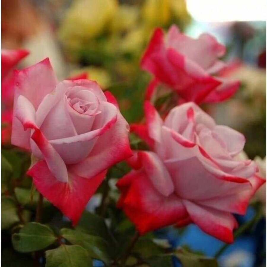 200 Seeds Roses Red & Pink Beautiful Two Tone Bi-Color Flowers Garden ...