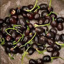 20 tipos de semillas de loto, adecuadas para plantar, polygonum, semillas de plantas acuáticas, plantas de estanque, semillas de plantas de jardín, plantas bonsai acuáticas germinadas - 20 - Ver 5