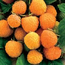 500seeds RARE Anne Yellow Raspberry Fruit Tree Or SEEDS No PlantBerries Are Large And Extra SweetCombined Shipping Usa Seller - 1pack-500seeds - View 1