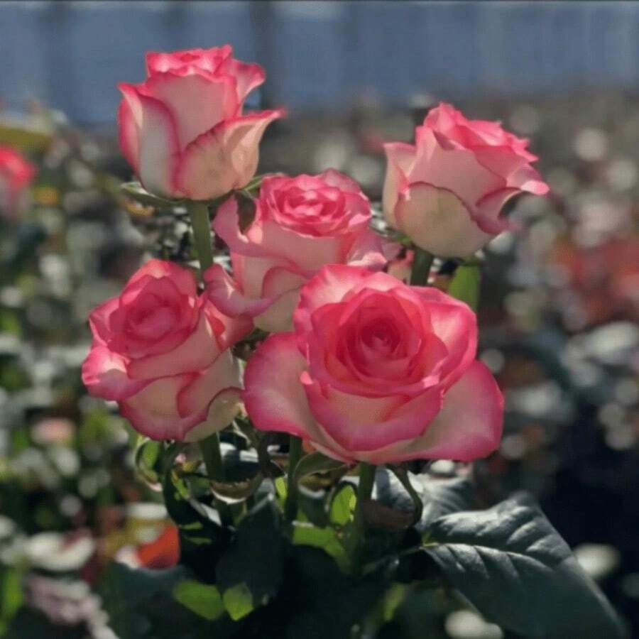 Flower Seeds - 136 - View 1