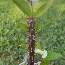 Corona de Espinas Hibrida Tailandesa Corona de Cristo 100 semillas jardín planta ornamental decorativa exterior resistencia perenne fácil germinación atractiva especial - Variante 1 - Ver 7