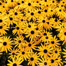 Semillas de Flor Black Eyed Susan para Plantar - Atrae Polinizadores - 3000 piezas - Ver 2