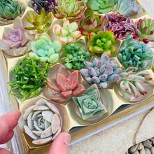 Semillas de Rosa de Montaña - Plantas Ornamentales Perennes - Plantas de Jardín Viva en  de  Semillas de Vegetales Plantas Hosta Plantas Vivas Plantas de Jardinería Semillas de Flores Plantas para Exterior Semillas de Flores para Plantar Vivas No Semillas Plantas Vivas en  Plantas Repelentes de Mosquitos para Jardín Exterior Plantas Perennes Semillas para Plantar Plantas Vivas No Semillas Semillas de Flores Perennes Semillas de Plantas - 150 - Ver 2