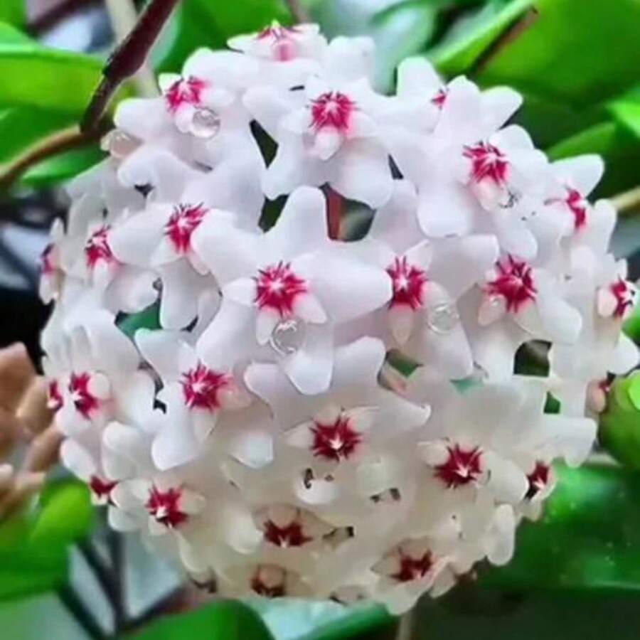 300 semillas mixtas de Hoya Carnosa - planta heredera de cera con plantas dulces,  de  de semillas de vegetales, plantas de hosta, plantas vivas, semillas de flores para jardinería, plantas para exteriores, semillas de flores para exteriores, plantas vivas, no semillas, plantas vivas de , plantas para exteriores, repelente de mosquitos, semillas de plantas perennes para jardín, plantas vivas de , no semillas, semillas de flores perennes, semillas de plantas - 300 - Ver 1