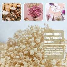 Free ShippingNatural Dried Gypsophila Flowers White S Breath Stems For Home Decor, Weddings, Crafts
