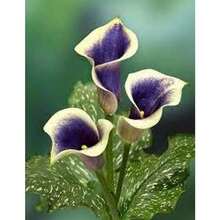 Super Seed 200 Advanced Rare Kara Lily B Bulb Large 6"+ High Blossom Rate - 200 - 查看 2