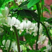 179 Pieces Of Rare White Bleeding Heart Seeds, Suitable For Planting Plants, Live  , Vegetable Seeds, Hosta Plants, Garden Flowers, Outdoor Flowers, Flower Seeds For Planting, Garden , All  Plants For Outdoors, Mosquito Repellent, Garden Plants, Seeds For Planting, Perennial Flower Seeds, Plant Seeds - 179 - View 2