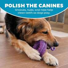 Outward Hound Cutie Chewies Hedgehog Dental Dog Chew Toy, Blue