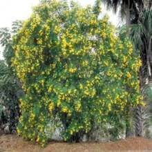 Tecoma Stans Esperanza Plant One Gallon Size - SEED - View 2