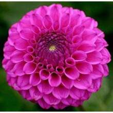 120pcs Seed Mixed Color Dahlia Seeds