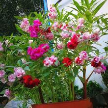 Semillas de Impatiens, flor perenne de exterior, cubierta de suelo perenne, césped trepador, plantas de interior de exterior, horticultura de jardín, entrega local - 100 piezas/semilla - Ver 1