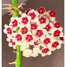 300 semillas mixtas de Hoya Carnosa - planta heredera de cera con plantas dulces,  de  de semillas de vegetales, plantas de hosta, plantas vivas, semillas de flores para jardinería, plantas para exteriores, semillas de flores para exteriores, plantas vivas, no semillas, plantas vivas de , plantas para exteriores, repelente de mosquitos, semillas de plantas perennes para jardín, plantas vivas de , no semillas, semillas de flores perennes, semillas de plantas - 300 - Ver 2