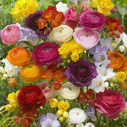 179pcs Seeds Freesia & Ranunculus Mixed B-Ulbs Set Of Assorted Colors Partial Sun Perennial Fragrant
