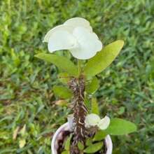 Corona de Espinas Hibrida Tailandesa Corona de Cristo 100 semillas jardín planta ornamental decorativa exterior resistencia perenne fácil germinación atractiva especial - Variante 1 - Ver 5