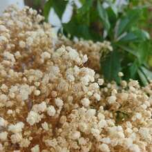 Free ShippingNatural Dried Gypsophila Flowers White S Breath Stems For Home Decor, Weddings, Crafts