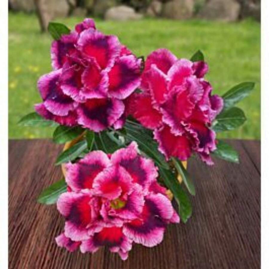123 Piezas Bolsa de Semillas de Rosa del Desierto Perenne Rosa Adenia Obesum Flores Hermosas Flores Impresionantes Plantas de Jardín Jardinería en Casa - mg123 piezas - Ver 1