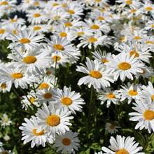100 Mixed Varieties SWAN RIVER DAISY Chrysanthemums, Gardening, Flowers, Beautiful, Garden Gifts