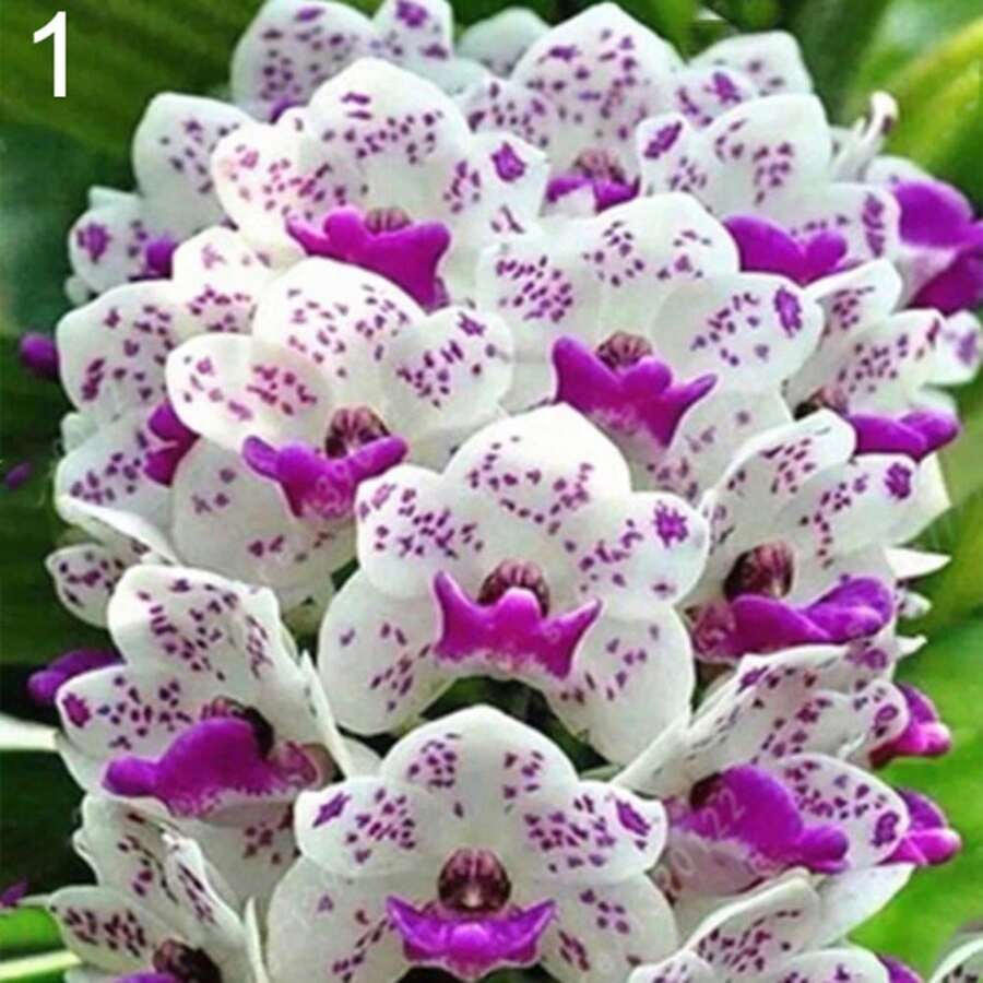 274 piezas semillas de Cymbidium fragantes, orquídea aromática fácil de plantar, flores exóticas para jardín, resistencia y colorido espectacular, adecuados para cultivo doméstico - 274 - Ver 1