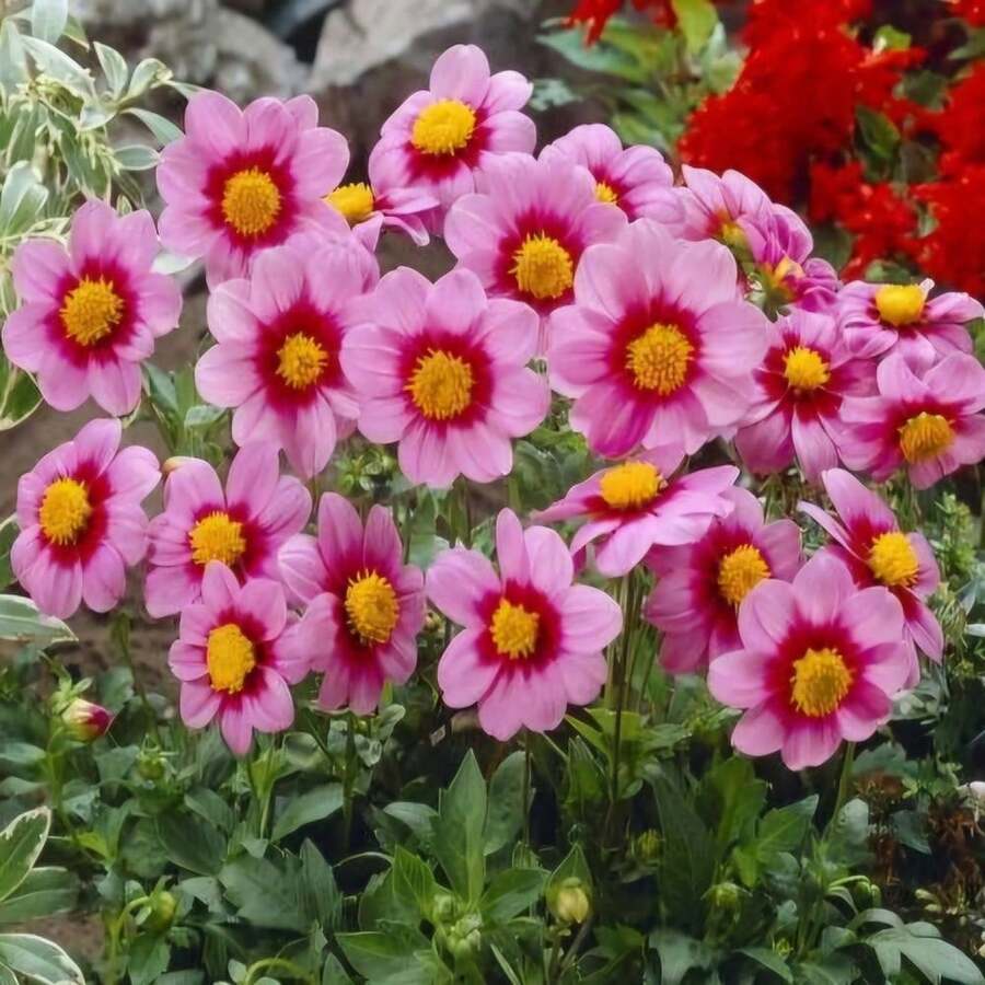 20 Dahlia Mignon Rosen Seeds