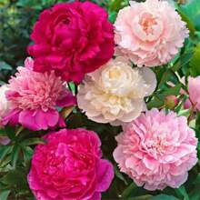Chinese Peony Seeds Four Seasons Peony Seeds