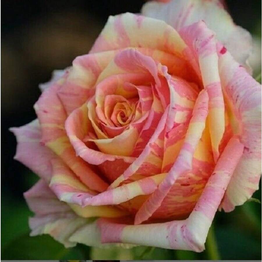 Farbmix 50 Rosa Gelb Creme Rosen Samen Blumenstrauß Mehrjährige Strauchblumen Samen