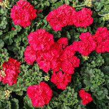 10+ Semillas de Geranio Plantas Perennes Flores de Jardín plantas vivas  de  semillas de vegetales plantas hosta plantas vivas plantas de jardinería semillas de flores plantas flores para exteriores semillas de flores para plantar plantas vivas  plantas para exteriores repelente de mosquitos plantas perennes de jardín semillas para plantar plantas vivas  no semillas semillas de flores perennes semillas de plantas - 10 - Ver 2