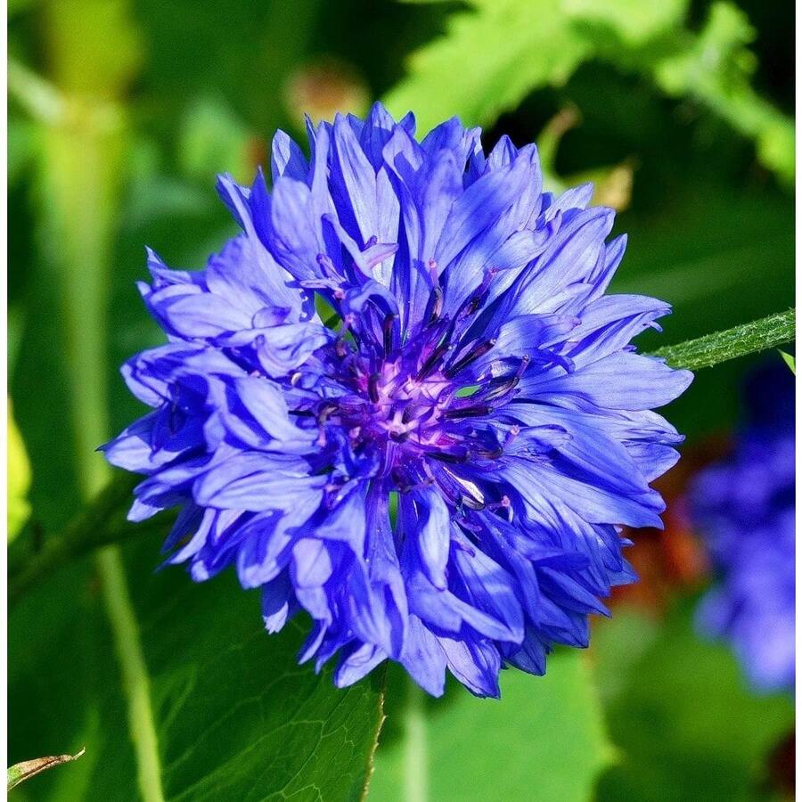 200 Semillas de Flor de Centaurea Cyanus para Plantar Semillas de Flores Azules Fáciles de Cultivar al Aire Libre Semillas de Flores para Jardín Suministros de Jardinería - 200 piezas - Ver 1