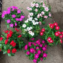 100 piezas de semillas mixtas de primula flor de changchun flor enana balcón jardín perenne flores ornamentales resistentes fáciles de sembrar colores variados para patios exteriores jardinería - 1 paquete - Ver 6