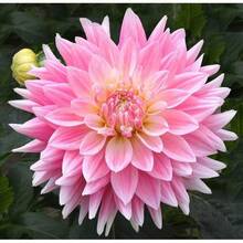 120pcs Seed Mixed Color Dahlia Seeds