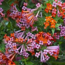100pcs Seeds Hummingbird Flower House Plant Seeds - Variant1 - View 4