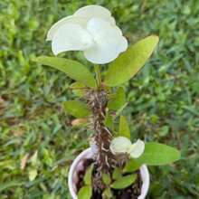 Corona de Espinas Hibrida Tailandesa Corona de Cristo 100 semillas jardín planta ornamental decorativa exterior resistencia perenne fácil germinación atractiva especial - Variante 1 - Ver 3