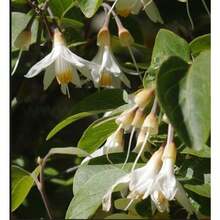 Seltene Non-GMO California Snowbell Seeds - 300seeds - View 1